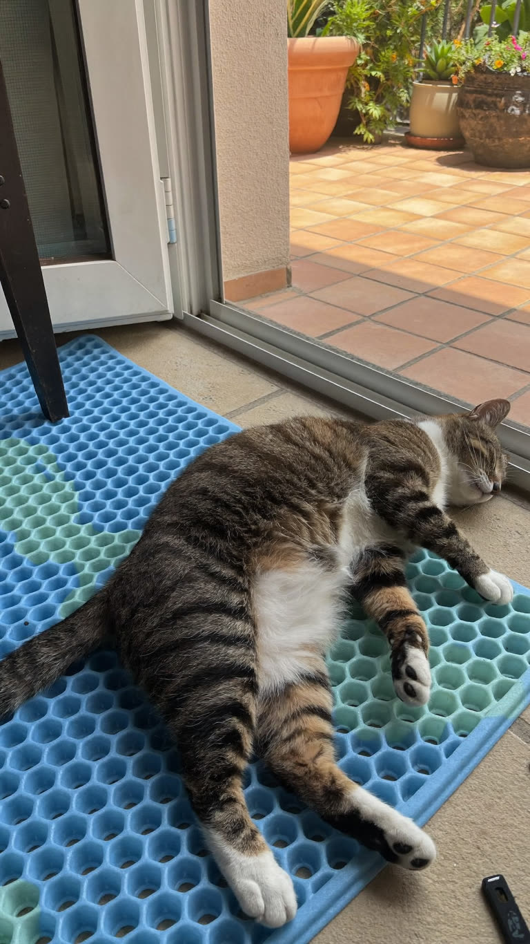 Foto estilo casero de un gato dormido sobre la alfombrilla refrescante junto a la puerta de un balcón
