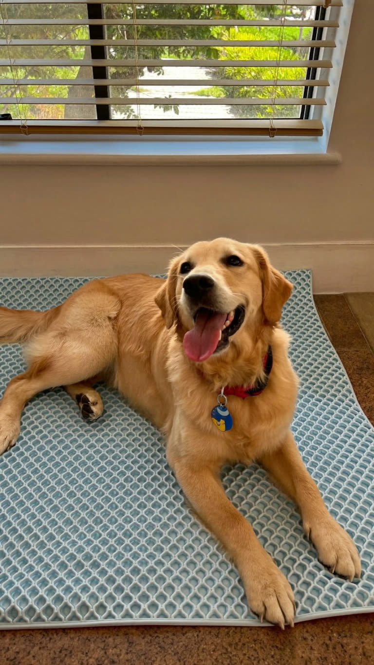 Foto estilo casero de un golden retriever tumbado feliz sobre la alfombrilla refrescante junto a una ventana